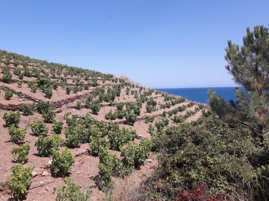 Banyuls La Grande Bleue : Studio T1 エクステリア 写真